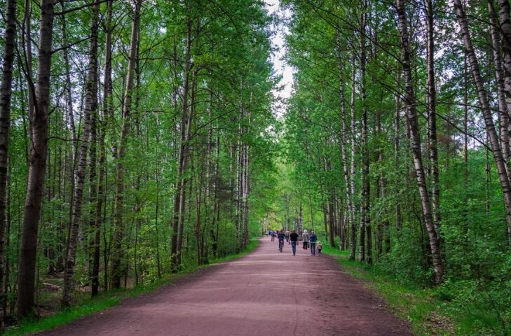 парк сосновка фото