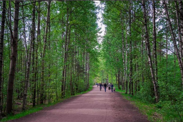 парк сосновка фото