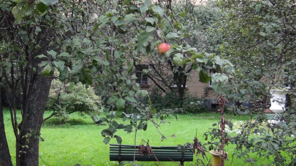 яблоневый сад лесного кантемировской