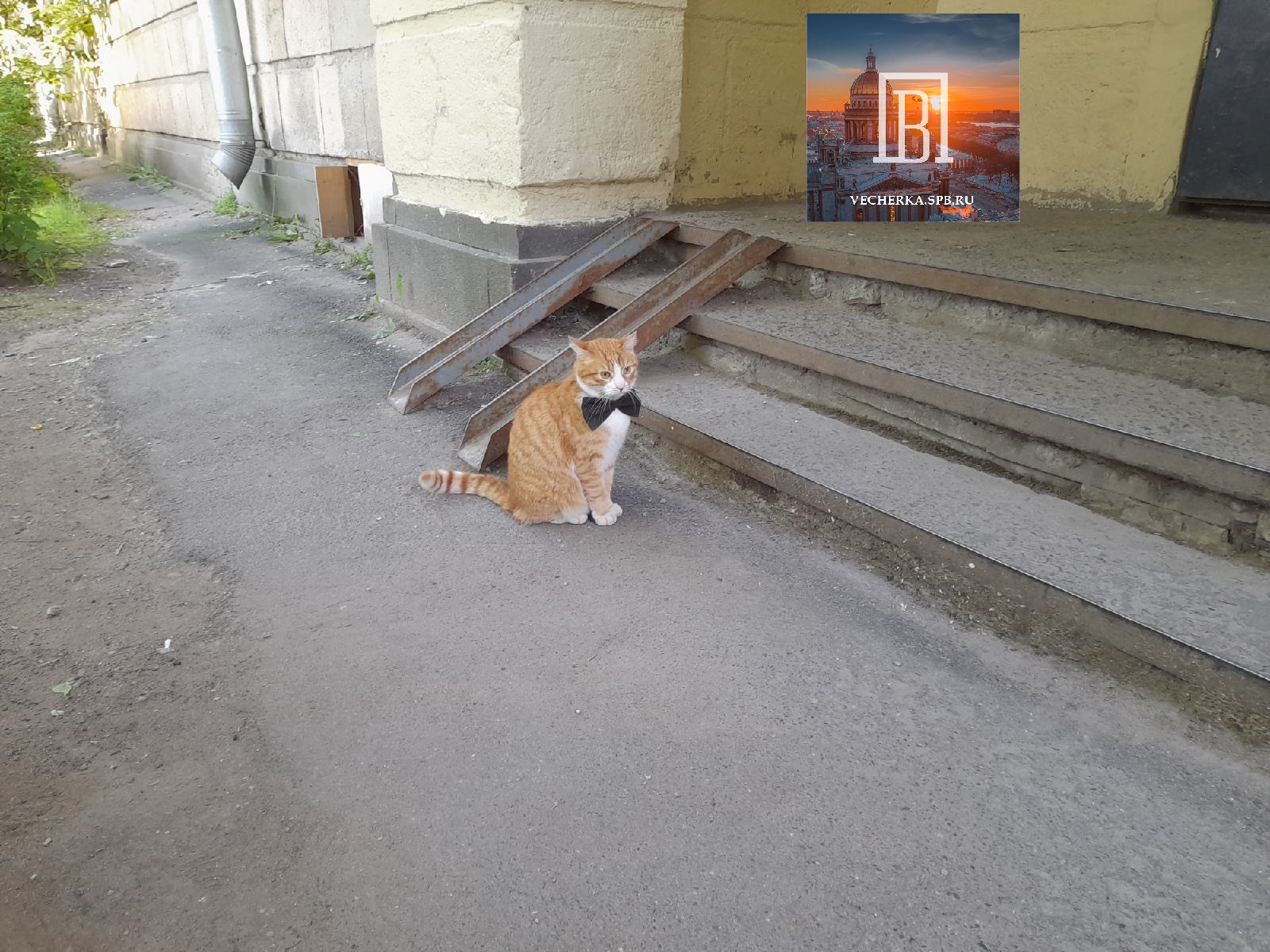 Всеобщий любимец кот Пуфик с Лесной — Вечерний Питер. Новости Петербурга.  Новости Спб. Новости Санкт-Петербурга